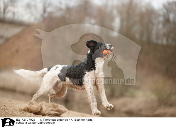 schwarz-weier Labradoodle / black-and-white Labradoodle / KB-07025