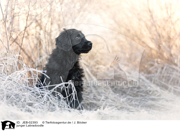 junger Labradoodle / young Labradoodle / JEB-02393