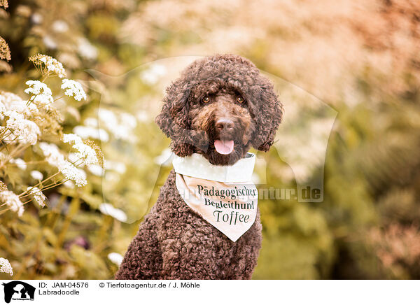 Labradoodle / JAM-04576