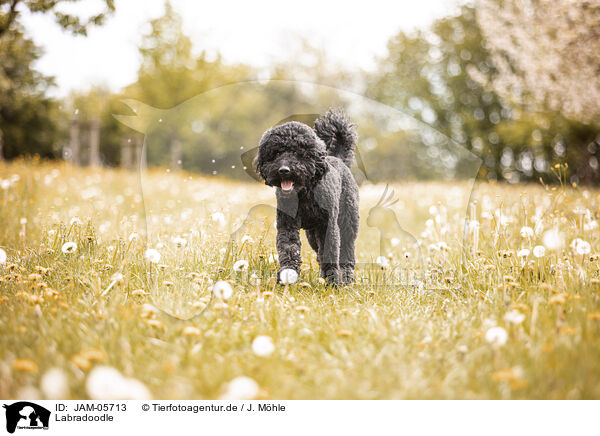 Labradoodle / Labradoodle / JAM-05713