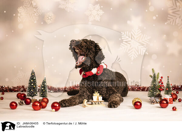 Labradoodle / Labradoodle / JAM-06405