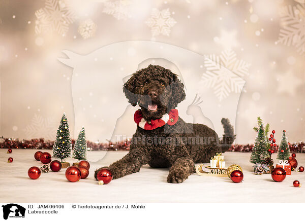 Labradoodle / Labradoodle / JAM-06406