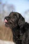 Labradoodle Portrait