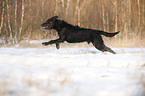 rennender Labradoodle