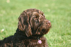 Labradoodle Portrait