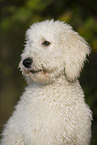 Labradoodle Portrait