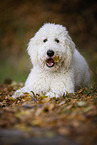 liegender Labradoodle