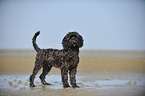 Labradoodle