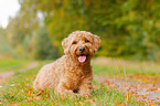 liegender Labradoodle