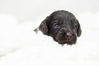 brauner Labradoodle Welpe