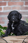 Labradoodle Welpe