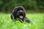 Labradoodle auf Wiese