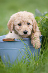 Labradoodle Welpe in Eimer