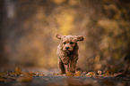 Labradoodle Welpe