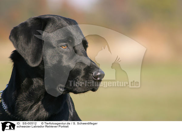 schwarzer Labrador Retriever Portrait / SS-00512