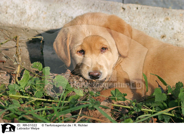 Labrador Welpe / puppy / RR-01022