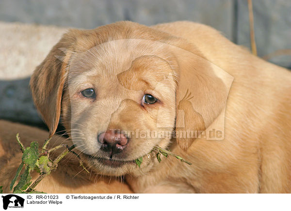 Labrador Welpe / puppy / RR-01023