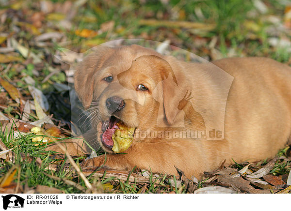 Labrador Welpe / puppy / RR-01028