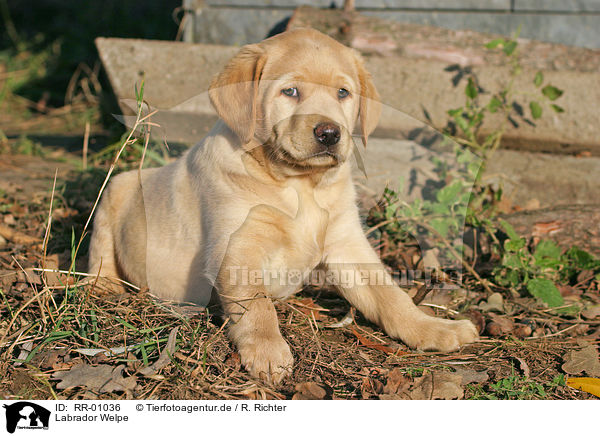 Labrador Welpe / puppy / RR-01036