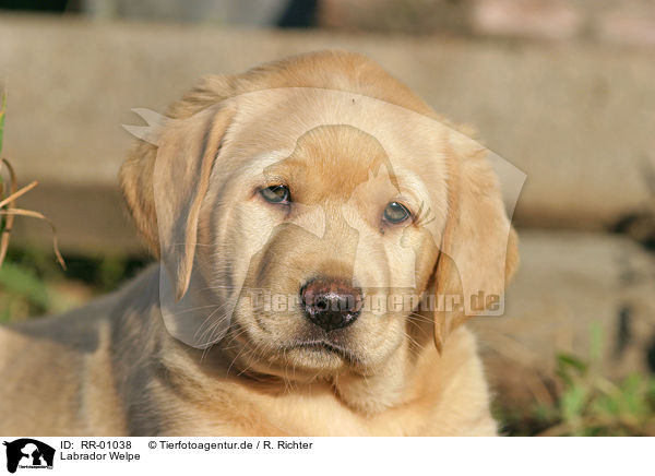 Labrador Welpe / puppy / RR-01038