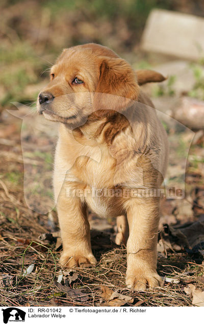 Labrador Welpe / Puppy / RR-01042