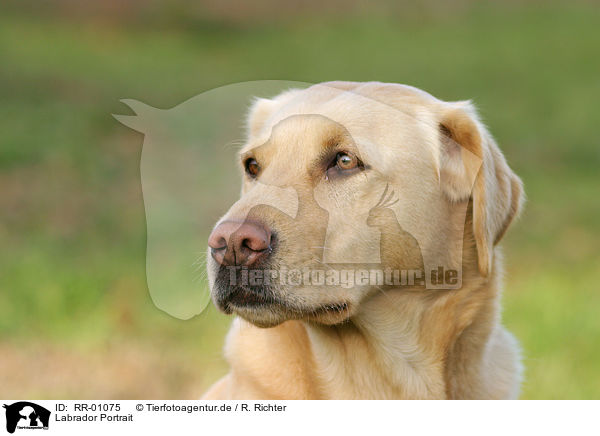 Labrador Portrait / Labrador Portrait / RR-01075