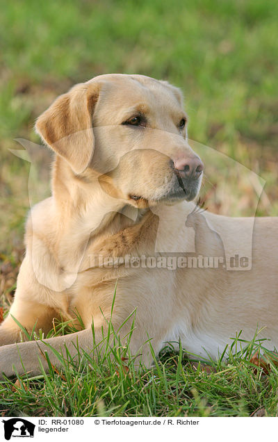 liegender / lying Labrador / RR-01080