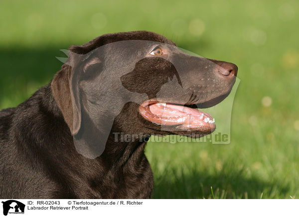 Labrador Retriever Portrait / RR-02043