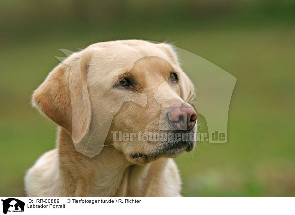 Labrador Portrait / Labrador Portrait / RR-00889