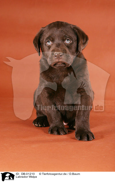 Labrador Welpe / Labrador Puppy / DB-01210