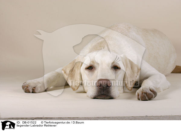 liegender Labrador Retriever / lying Labrador / DB-01522