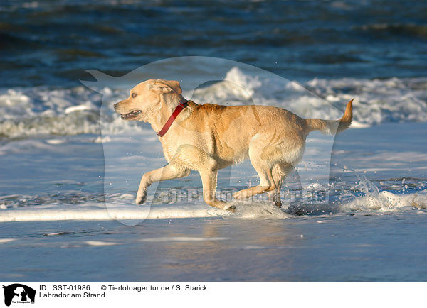 Labrador am Strand / Labrador on beach / SST-01986