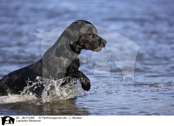 Labrador Retriever / Labrador Retriever / JB-01086