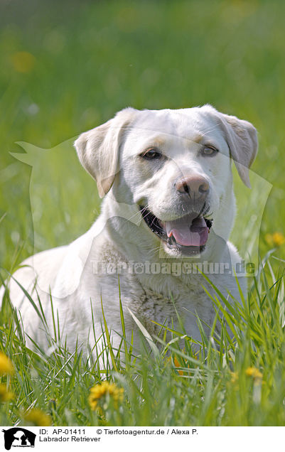 Labrador Retriever / AP-01411