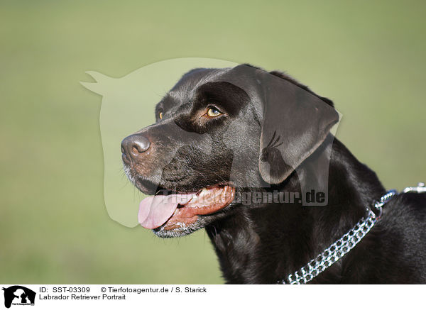 Labrador Retriever Portrait / Labrador Retriever Portrait / SST-03309