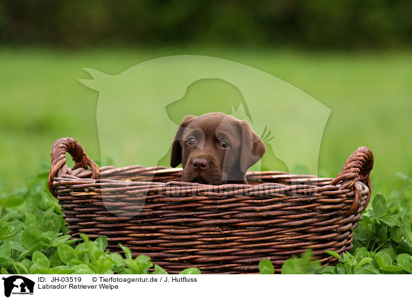 Labrador Retriever Welpe / Labrador Retriever Puppy / JH-03519