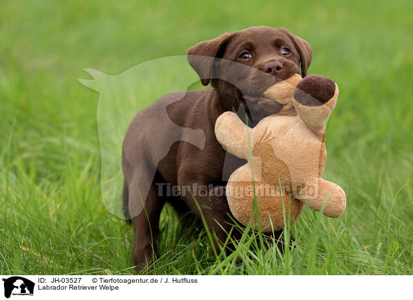 Labrador Retriever Welpe / Labrador Retriever Puppy / JH-03527