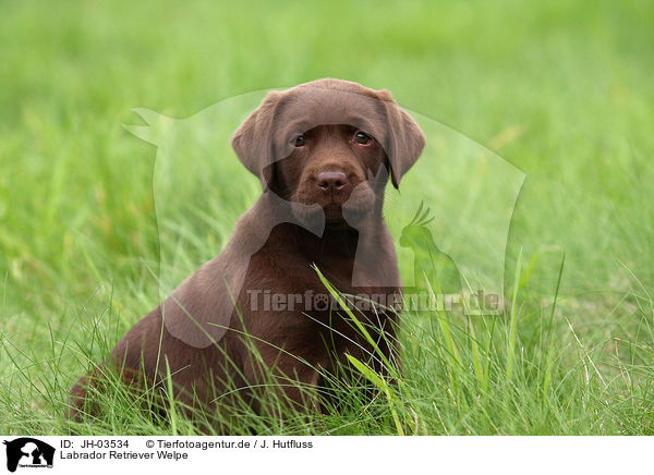 Labrador Retriever Welpe / Labrador Retriever Puppy / JH-03534