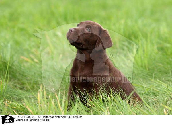 Labrador Retriever Welpe / Labrador Retriever Puppy / JH-03538