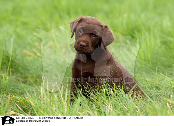 Labrador Retriever Welpe / Labrador Retriever Puppy / JH-03539