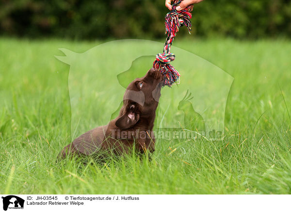 Labrador Retriever Welpe / Labrador Retriever Puppy / JH-03545