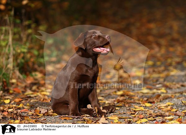 brauner Labrador Retriever / brown Labrador Retriever / JH-03960