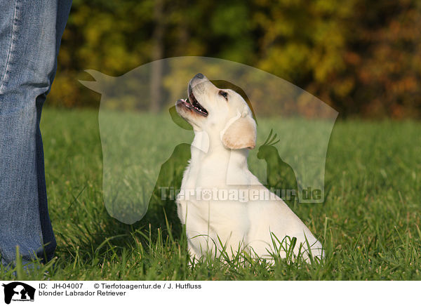 blonder Labrador Retriever / blonde Labrador Retriever / JH-04007