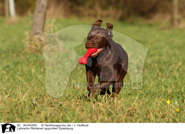 Labrador Retriever apportiert Spielzeug / running Labrador Retriever / JH-04269