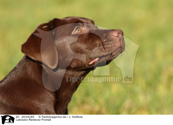 Labrador Retriever Portrait / Labrador Retriever Portrait / JH-04285