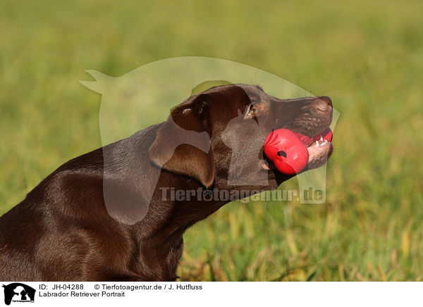 Labrador Retriever Portrait / Labrador Retriever Portrait / JH-04288