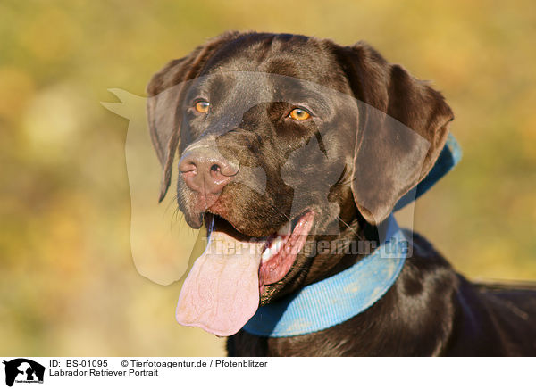 Labrador Retriever Portrait / Labrador Retriever Portrait / BS-01095