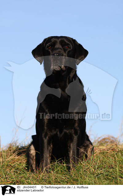 sitzender Labrador / sitting Labrador / JH-04401