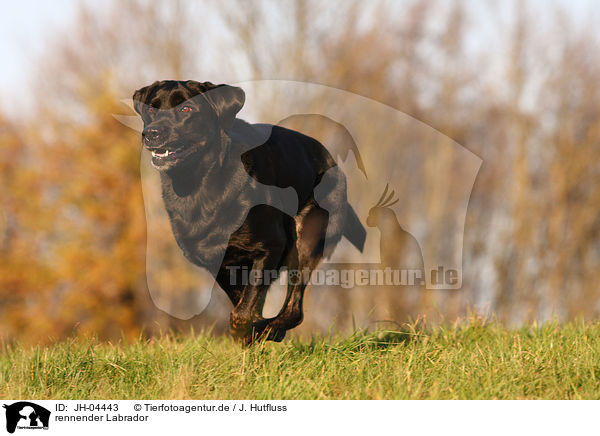 rennender Labrador / running Labrador / JH-04443