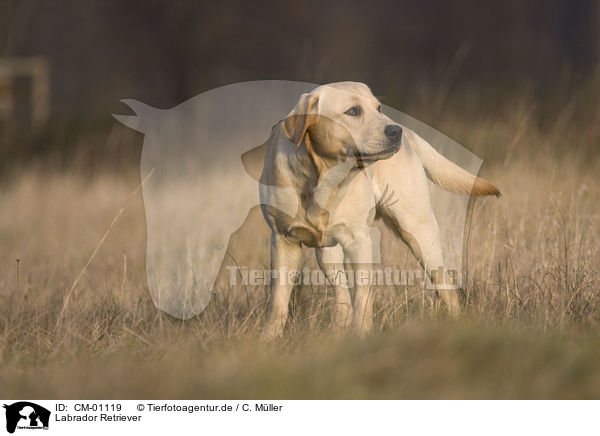 Labrador Retriever / Labrador Retriever / CM-01119